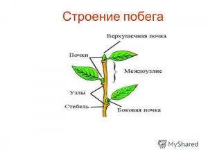 Как называют тонкие ползучие побеги без листьев с вытянутыми междоузлиями?