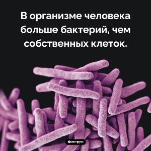 Если бактерий в организме человека больше, чем клеток, почему их не видно?
