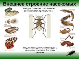 Какая профессия у человека, изучающего насекомых. ВПР Биология 8 класс?