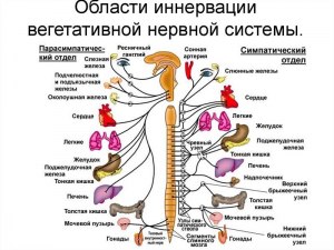 Почему парасимпатическую нервную систему называют "системой отбоя"?