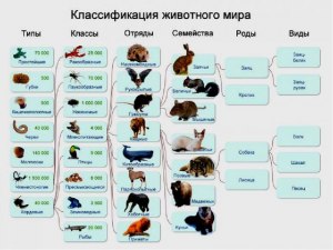 Задача. Сколько всего животных в зоомагазине, если в продаже 16 кроликов?