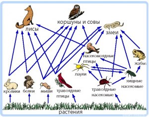 Как составить цепь питания, расставив слова в правильном порядке (см.)?