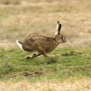 На сколько скорость зайца больше скорости лисы?
