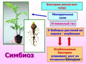 Как расставить определения симбиоза, нейтрализма, хищничества ... (см.)?