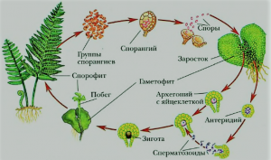 Чем представлен гаметофит у мхов?