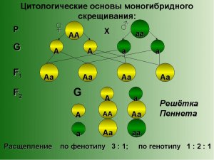 Какая часть гибридов от скрещивания Аа х АА является гомозиготной?