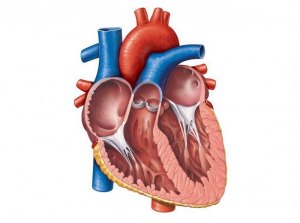 ОГЭ Биология, Как сопоставить камеры сердца с их характеристиками?