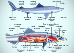 ОГЭ Биология, Как сопоставить дельфина и акулу с их характеристиками?