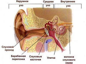 ОГЭ Биология, Какую функцию выполняет среднее ухо?