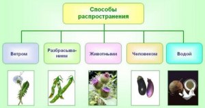 ОГЭ Биология, Как заполнить пропуски в тексте о развитии растений?