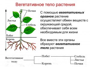 ОГЭ Биология, Какие органы обеспечивают генеративное размножение растений?