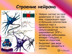 ОГЭ Биология, Какой процесс происходит в нейроне?
