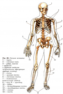 ОГЭ Биология, Под каким номером изображена осевая часть скелета человека?