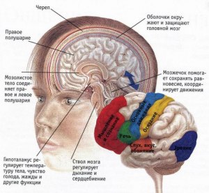 ОГЭ Биология, Что является частью головного мозга человека?