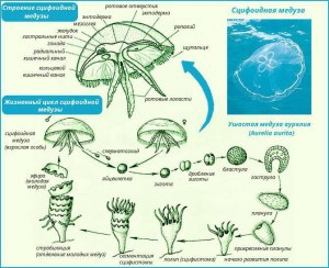 Как происходит половое и бесполое размножение у сцифоидных медуз?