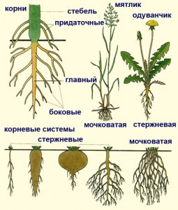 ОГЭ Биология, Какие органы растений являются видоизменёнными корнями?