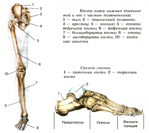 ОГЭ Биология, Как правильно упорядочить кости нижней конечности?