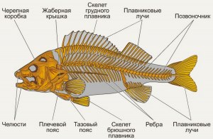 ОГЭ Биология, Какие признаки характерны для костных рыб?