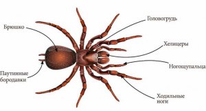 Чем покрыто тело паукообразных?