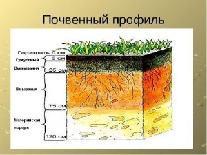 Какие особенности почвы сближают её с водной средой?