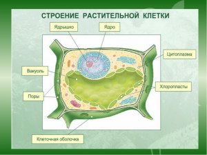 ОГЭ Биология. Как выполнить задание "Органоиды растительной клетки"?