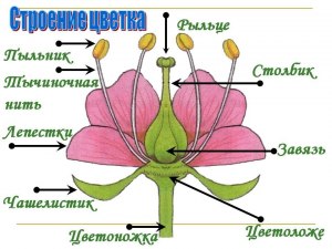 ОГЭ Биология. Как выполнить задание "Перемещение веществ по растению"?