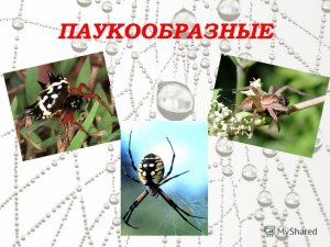 ОГЭ Биология, Как сопоставить насекомых и паукообразных с характеристиками?