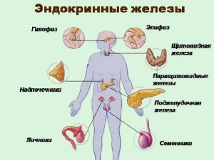 ОГЭ Биология, Какие органы человека относят к железам смешанной секреции?