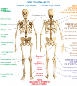ОГЭ Биология, Как сопоставить кости с отделами скелета человека?