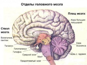 ОГЭ Биология, В каком отделе мозга находится центр регуляции состава крови?