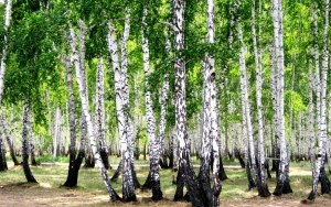 Как решить: В парке 25% всех деревьев составляют берёзы?