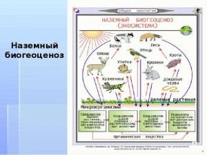 ОГЭ Биология, Какова зависимость продуктивности экосистемы от времени?