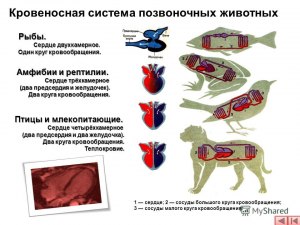 ОГЭ Биология, У каких животных трёхкамерное сердце и сухая кожа без желёз?