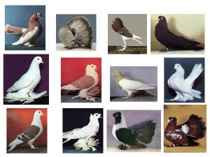 ОГЭ Биология, Как ответить на вопрос о многообразии пород домашних голубей?
