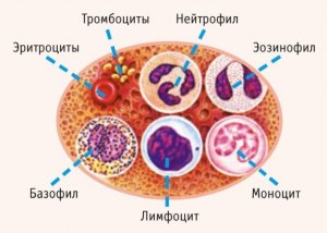 ОГЭ Биология, Как сопоставить форменные элементы крови с их признаками?