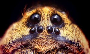 ОГЭ Биология, Какие утверждения о пауках-волках являются верными?