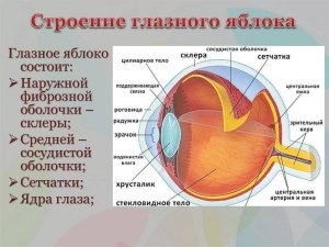ОГЭ Биология, Как сопоставить оболочки глаза человека с характеристиками?