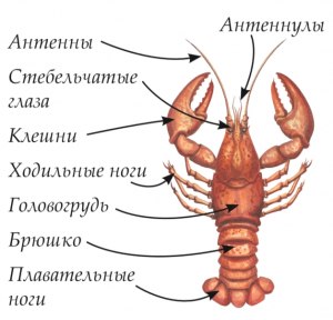 Как сопоставить речного рака и муху дрозофилу с их характеристиками?