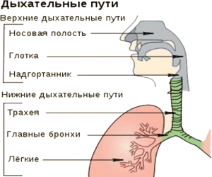 ОГЭ Биология, Как сопоставить дыхательные пути и лёгкие с характеристиками?