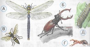 ОГЭ Биология, Какое одомашненное насекомое изображено на рисунке?