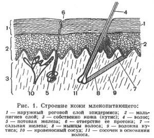 Как описать строение и функции кожи млекопитающих?