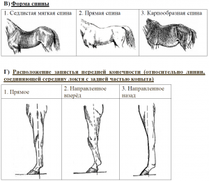 ОГЭ Биология, Какие животные имеют мантию и мантийную полость?