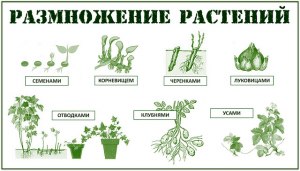 ОГЭ Биология, Как сопоставить типы размножения растений с примерами?