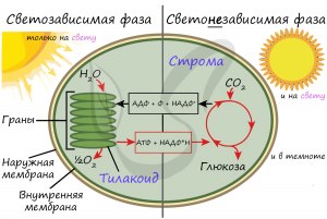 ОГЭ Биология, Как изменяется скорость фотосинтеза с ростом освещённости?