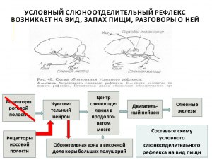 ОГЭ Биология, Как сопоставить типы рефлексов с примерами?