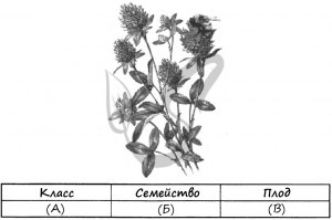 ОГЭ Биология, Какие из признаков относятся к растениям семейства Бобовые?