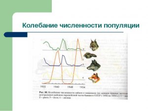 Какие обратные связи обеспечивают устойчивость численности популяции?