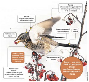 О каком явлении свидетельствует задержка осенью стай дроздов-рябинников?