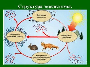 На какую часть экосистемы отрицательно влияет вытаптывание?