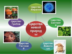 Какое царство живой природы невозможно увидеть во время прогулки в лесу?